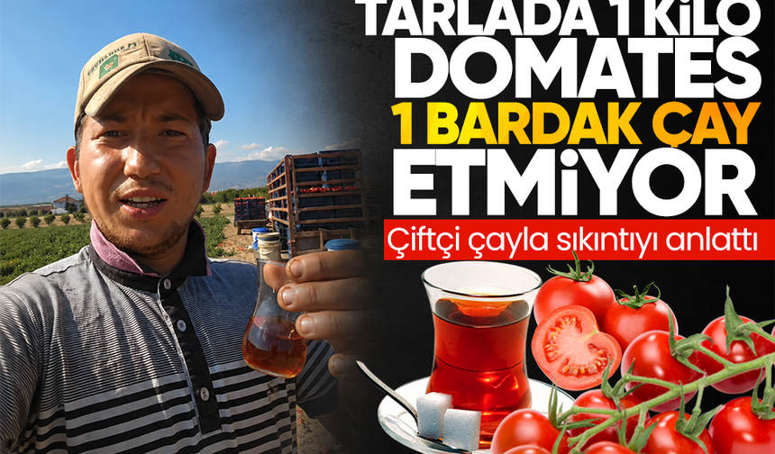 Tarlada 1 kilo domates 1 bardak çay etmiyor... Çiftçi çayla sıkıntıyı anlattı