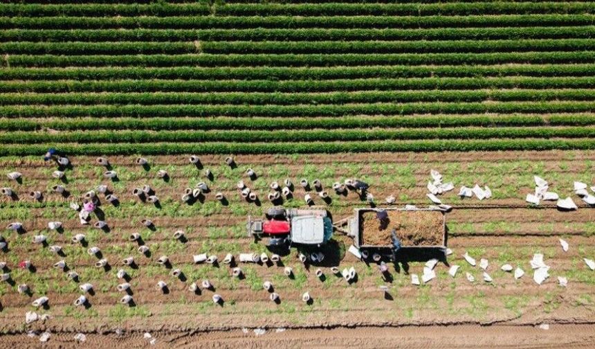 Çiftçilere yılın ilk 6 ayında 106 milyar lira tarımsal destek ödemesi yapıldı