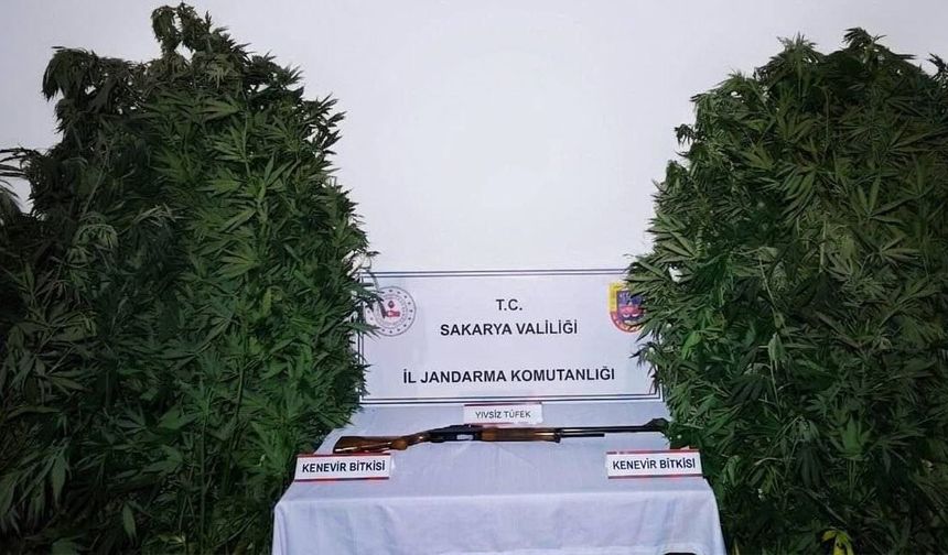 Hendek’te kenevir operasyonu! 61 yaşındaki şahıs tutuklandı