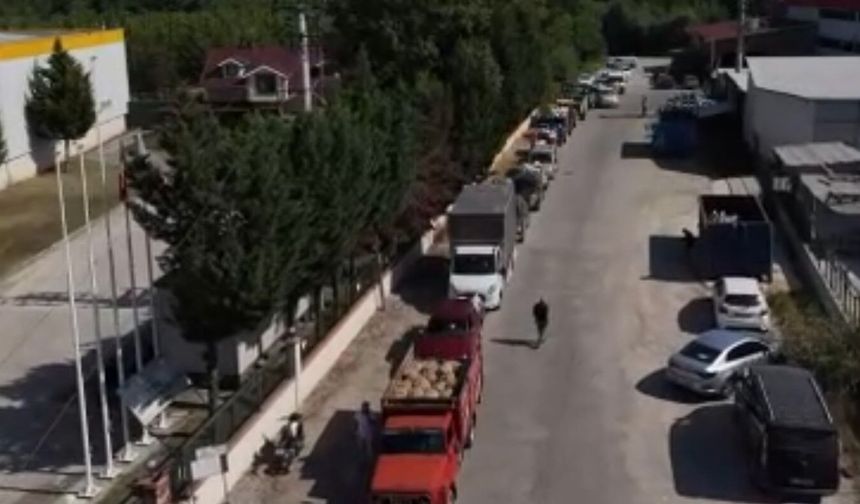 Fındık alımı başladı, araçlar kapı önünde kuyruk oldu