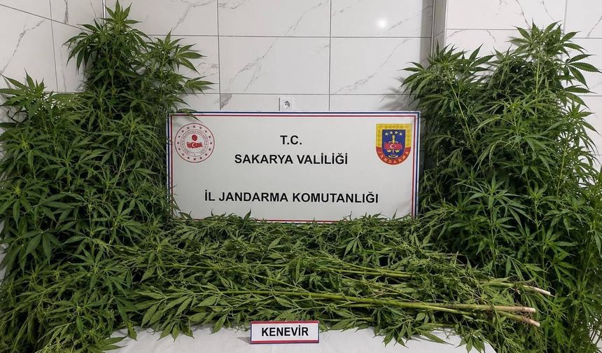 Akyazı'da 110 kök kenevir ele geçirildi
