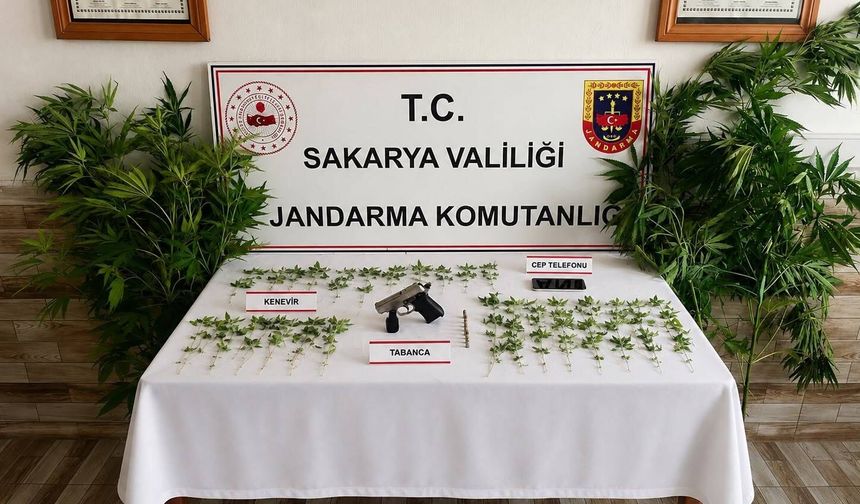 Karasu'da fotokapanla tespit edildi! Kenevir eken şüpheli tutuklandı