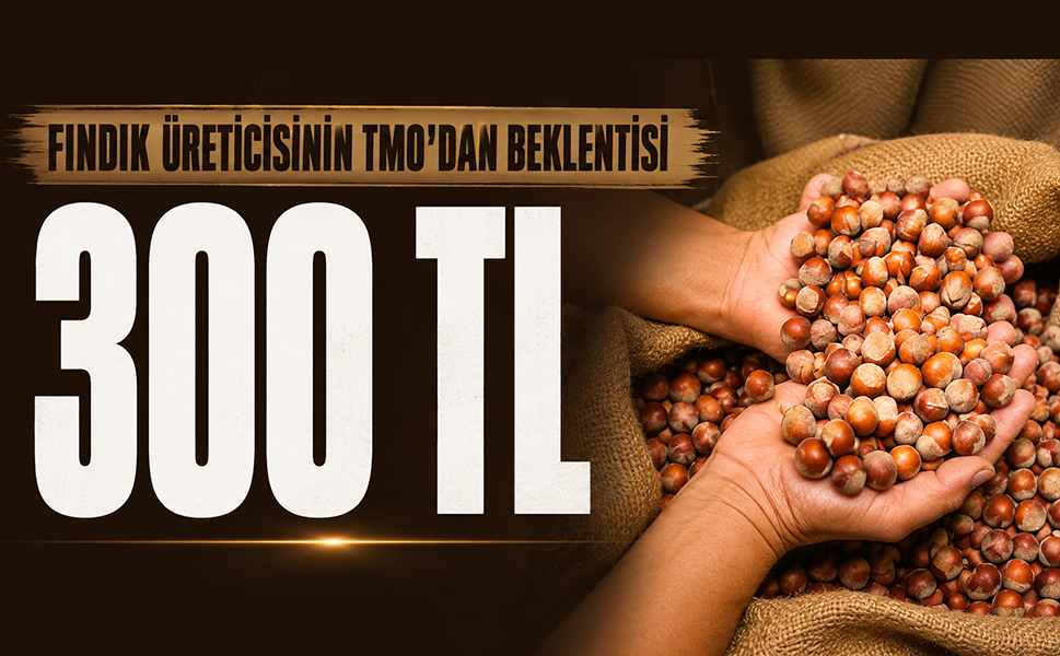 Fındık üreticisinin TMO'dan beklentisini 300 TL