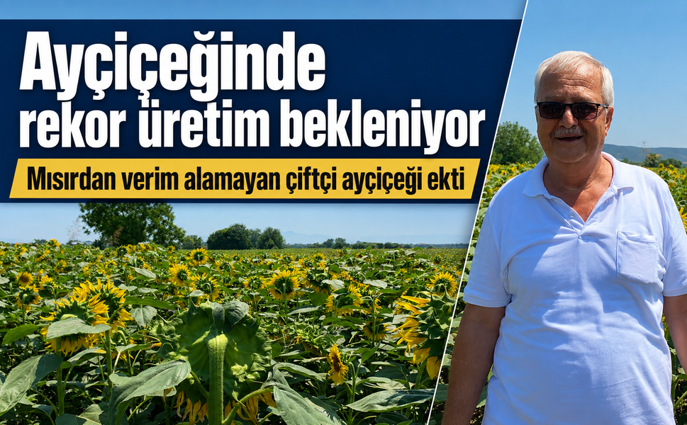 Ayçiçeğinde rekor üretim bekleniyor… Mısırdan verim alamayan çiftçi ayçiçeği ekti