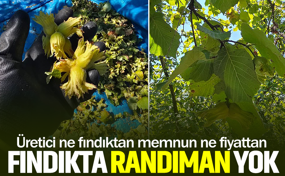 Fındıkta randıman yok