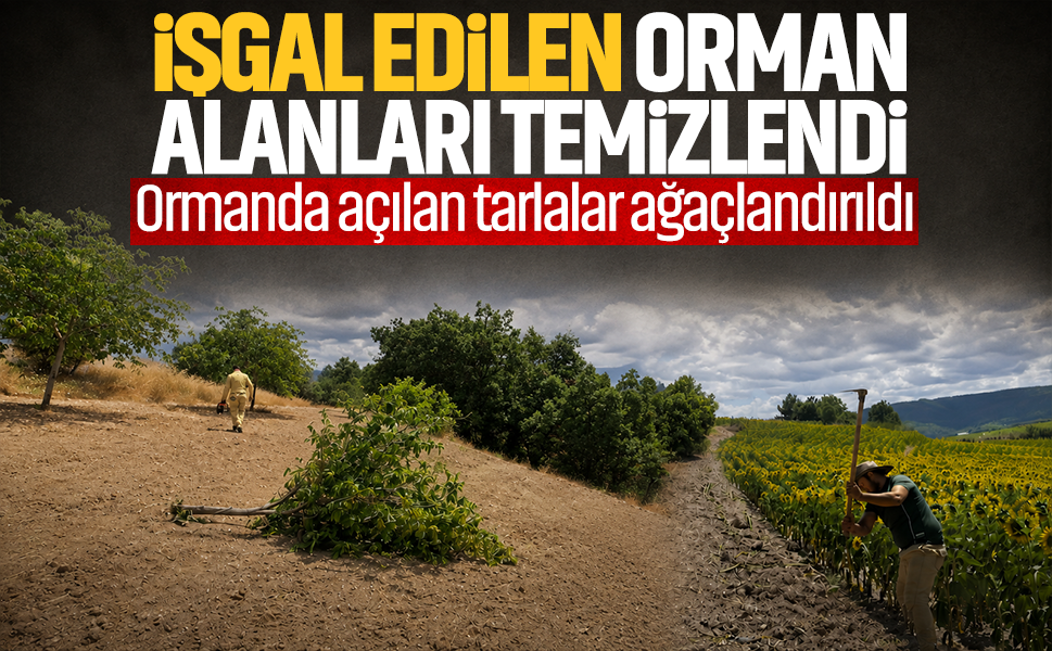 İşgal edilen orman alanları temizlendi… Ormanda açılan tarlalar ağaçlandırıldı