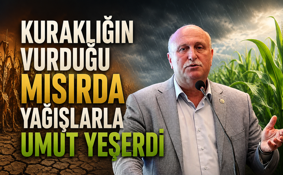 Kuraklığın vurduğu mısırda yağışlarla umut yeşerdi
